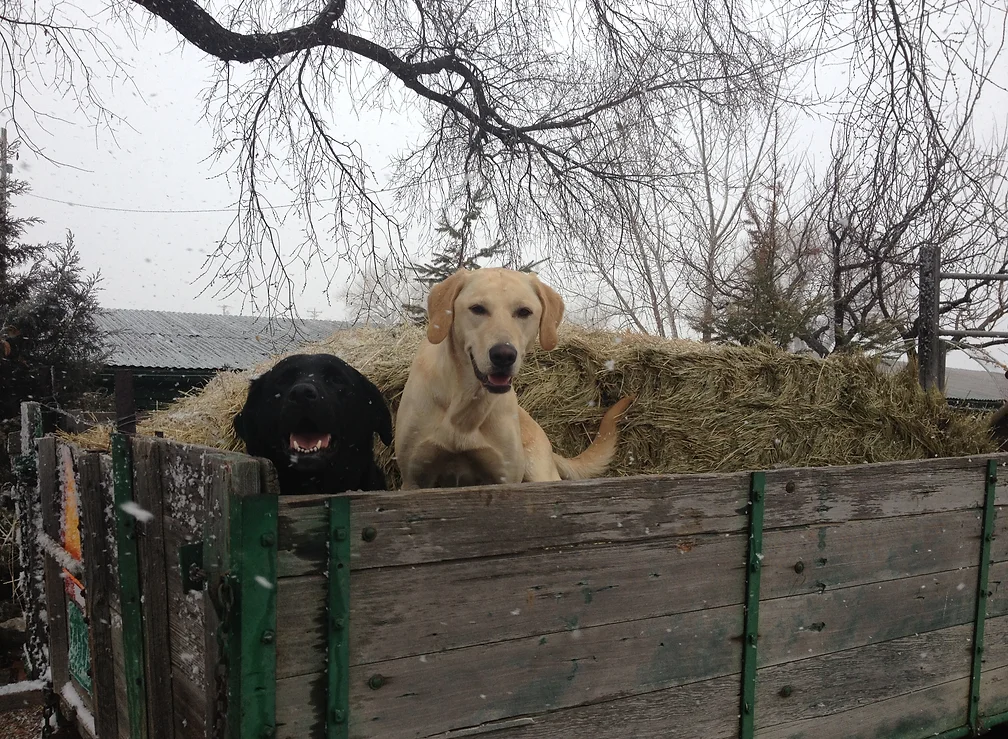 Katie and Sasha on a Hay Ride at Sand Cherry Farms